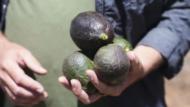 Avocado growers in California argue that Mexican imports have benefited their sales