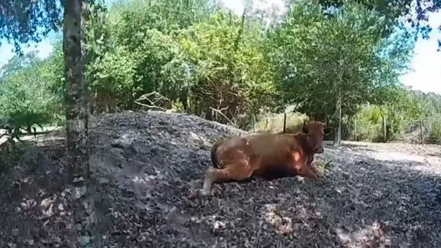 Florida Man Arrested for Shooting Neighbor’s Cow Multiple Times