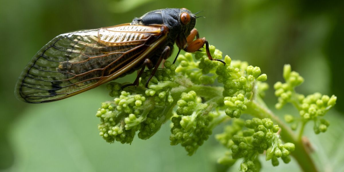 Kentucky Braces for a Cicada Invasion The “Bourbon Brood” Emergence