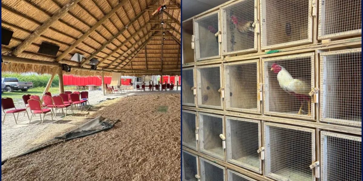 Violent Clash Uncovers Illegal Cockfighting Event in Florida, 42 Arrested