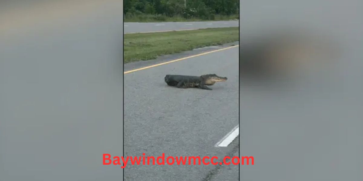 Watch ‘Half an Alligator’ Makes Unexpected Road Crossing in Louisiana