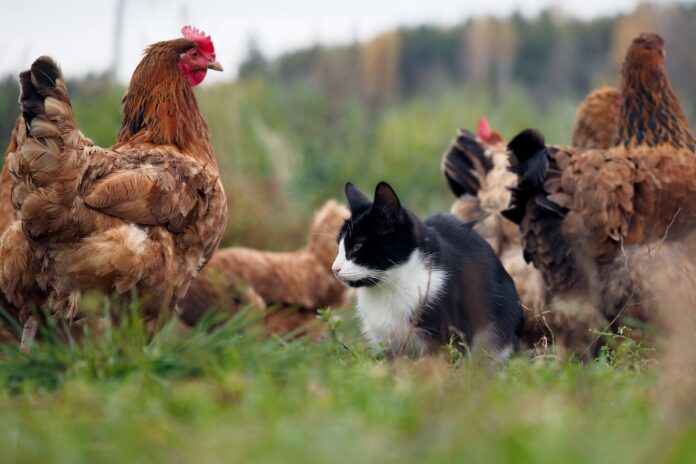 Emory virologist: Pet cats are at risk of bird flu and could transmit to humans