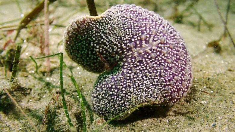 UC San Diego study finds gene key to growing cancer-fighting corals