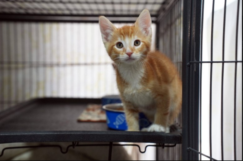 San Diego Humane Society to slash adoption fees ahead of Clear the Shelters day