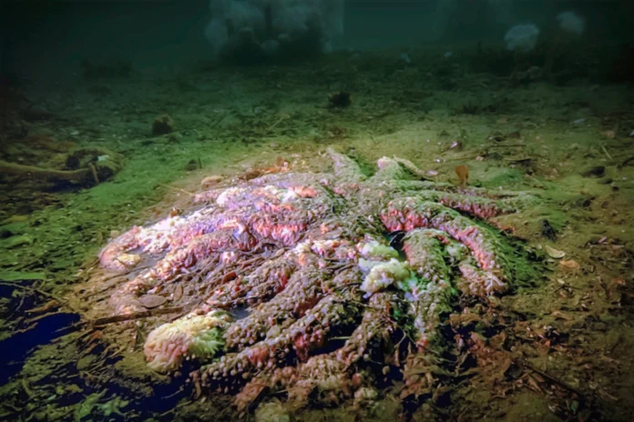 Scientists say they have solved the mystery of what killed more than 5 billion sea stars