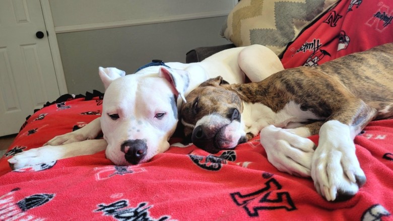 SDHS asks animal owners to protect pets during heat wave