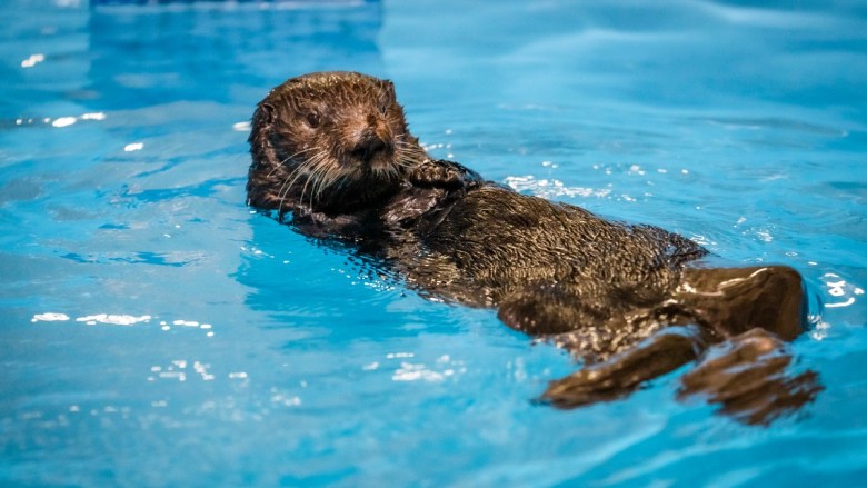 Bayside Aquarium, formerly known as Marine Aquarium, to reopen at SeaWorld