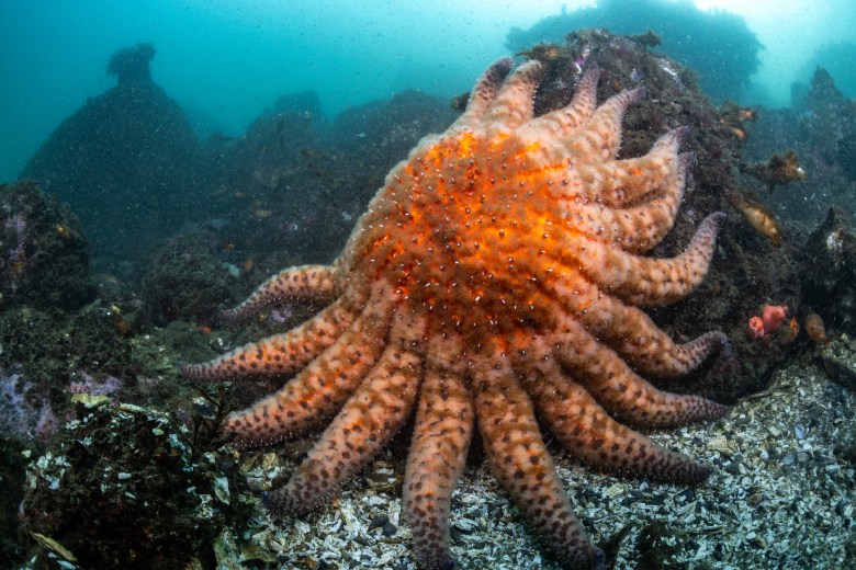 Scientists say they solved mystery of what killed more than 5 billion sea stars
