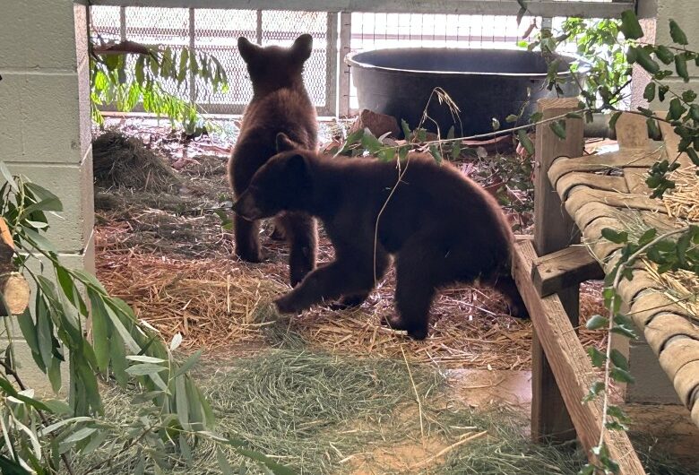 San Diego Humane Society receives bear cubs after Calaveras County rescue