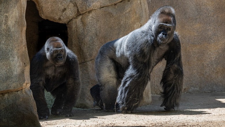 Meet San Diego Zoo Safari Park’s new silverback gorilla, ‘Paul Donn’