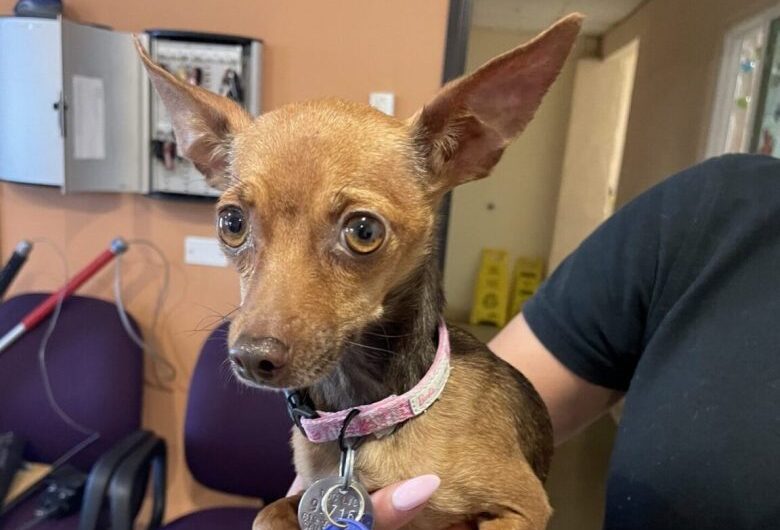 Woman suspected of abusing Chihuahua faces animal cruelty charges